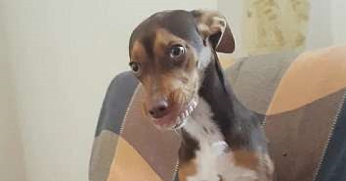Nonna non riesce a trovare la sua dentiera. Poi il suo cane le sorride