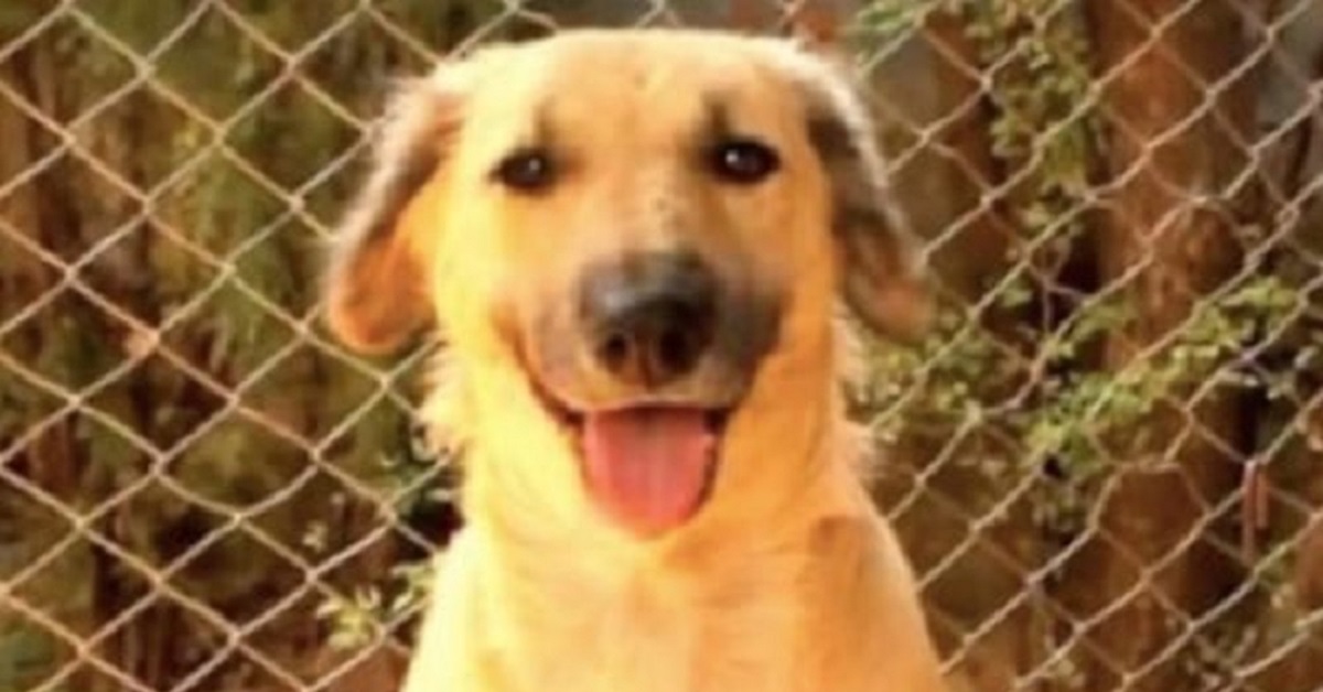 Autista scappa dopo aver investito una cagnolina incinta: ma l’istinto di mamma prevale