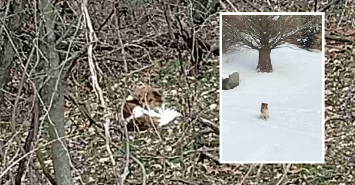 Cane abbandonato nel parco trascorre settimane al freddo