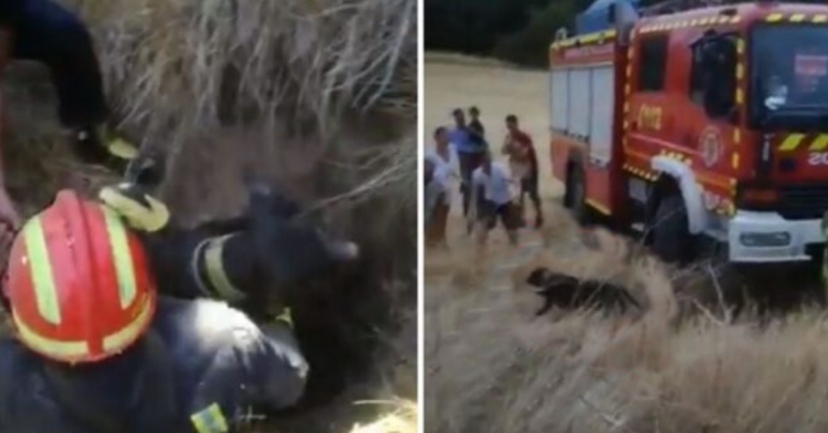 Cane cade in un pozzo: la gioia del suo salvataggio