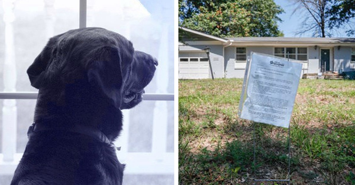 Cane abbandonato vive da solo da mesi, ma nessuno può fare niente per lui