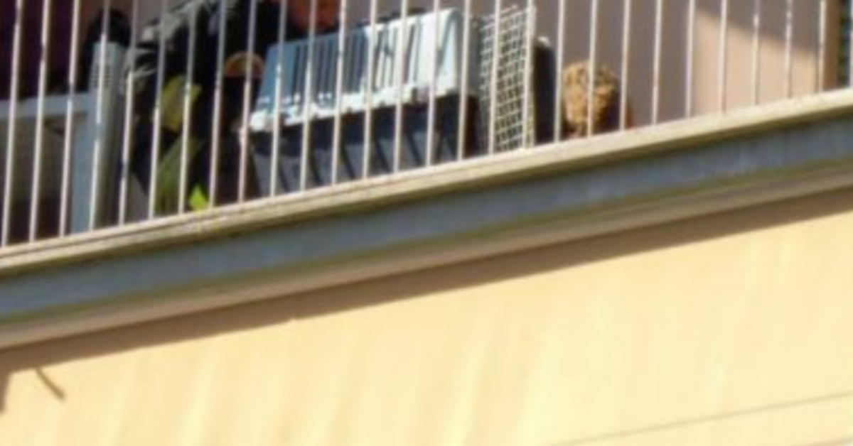 Brescia, cane costretto a vivere dentro un trasportino, fuori un balcone, senza cibo né acqua