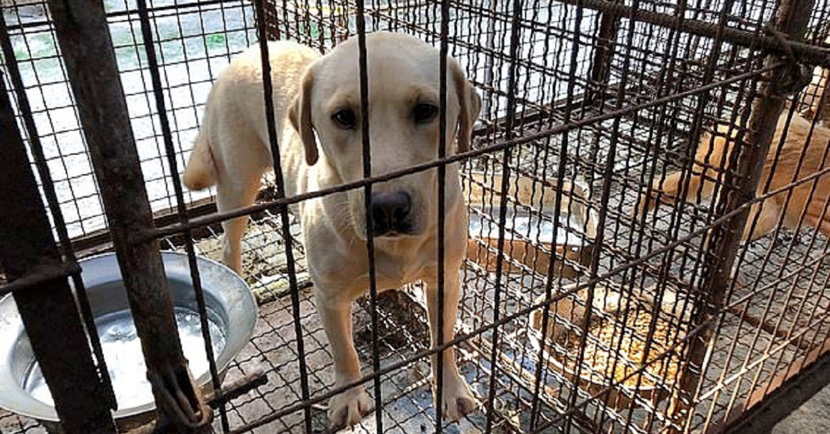 Cane salvato da un macello solleva la zampa per ringraziare il soccorritore