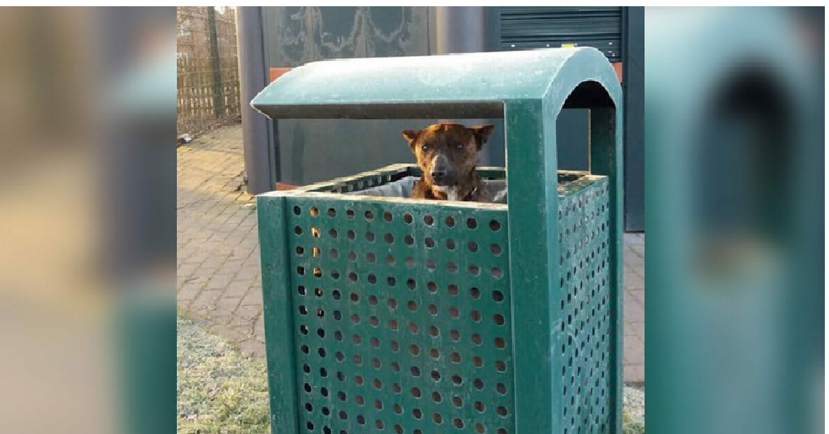 Il cane nella spazzatura