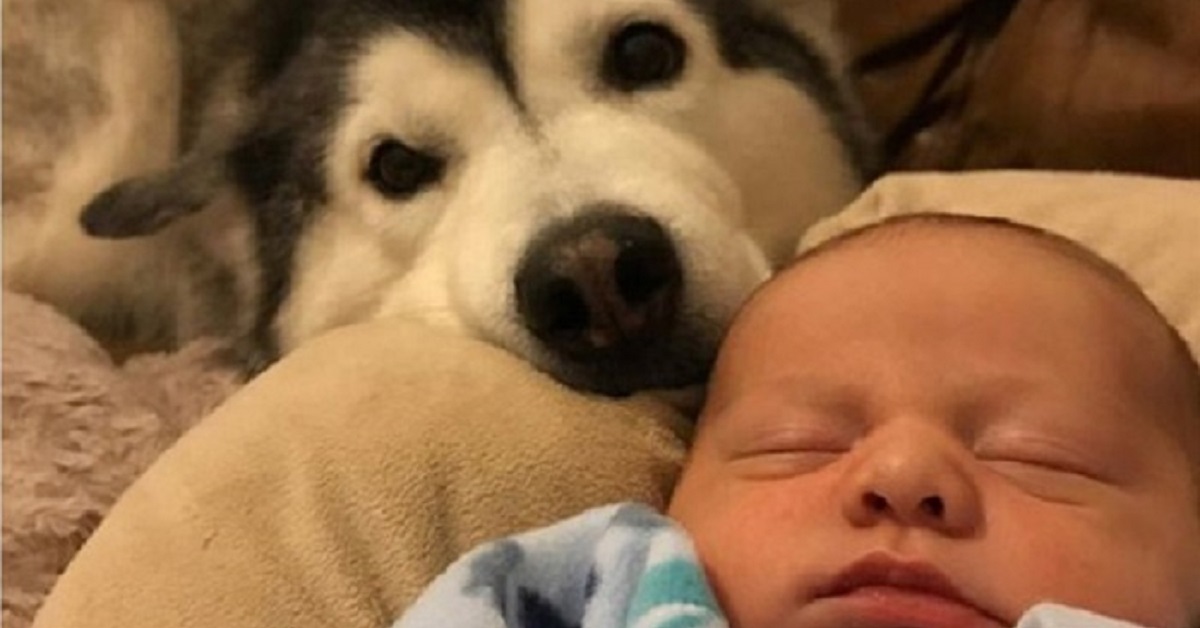 L’husky perdutamente innamorata del neonato