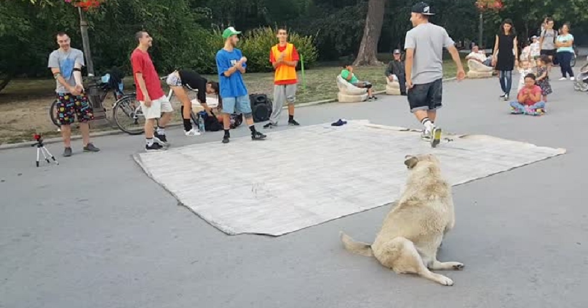 Il cane randagio che balla break dance