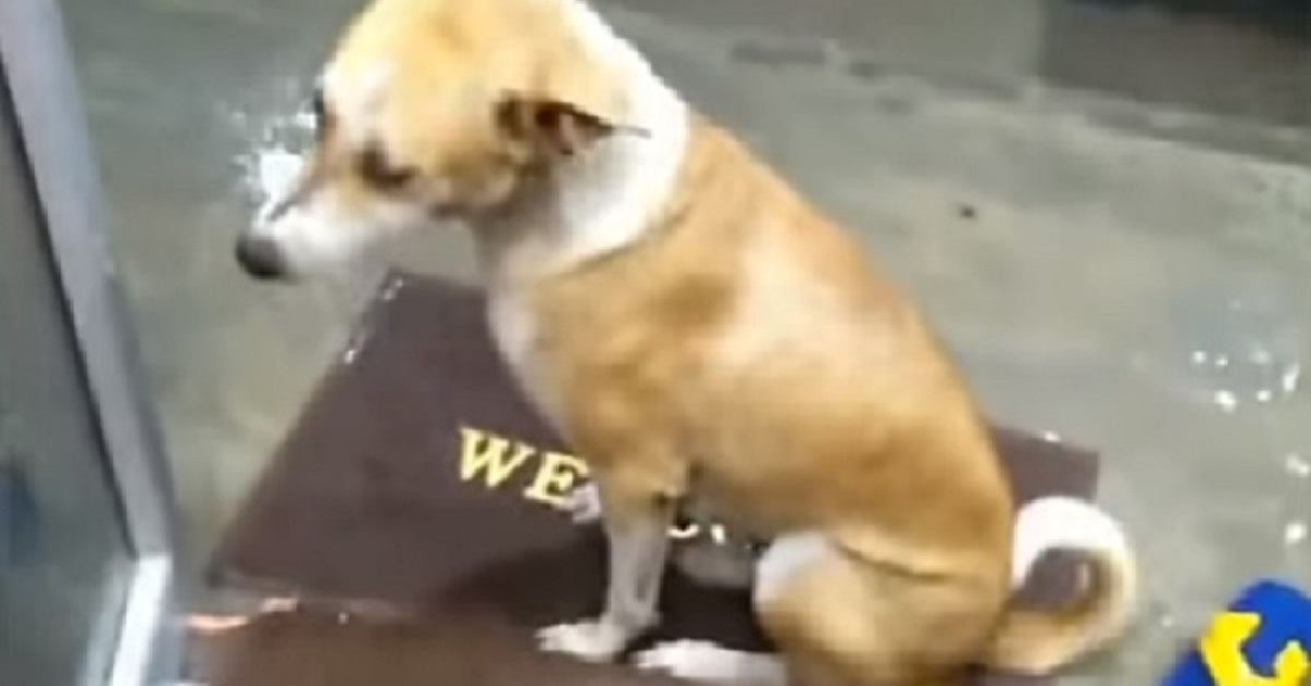 Cani randagi trovano riparo in un negozio durante una tempesta
