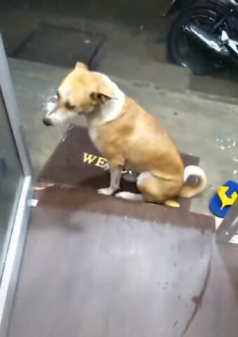 cane-porta