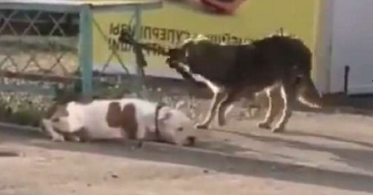 Il cane randagio vede il cane legato e cerca di liberarlo
