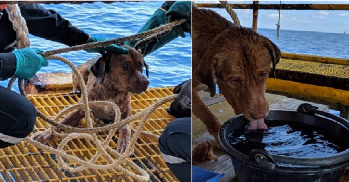 Pescano un cane in acqua