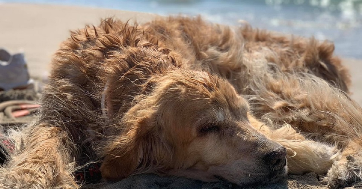 La storia della cagnolina che sognava di vedere il mare raccontata da Filippo Gigliotti