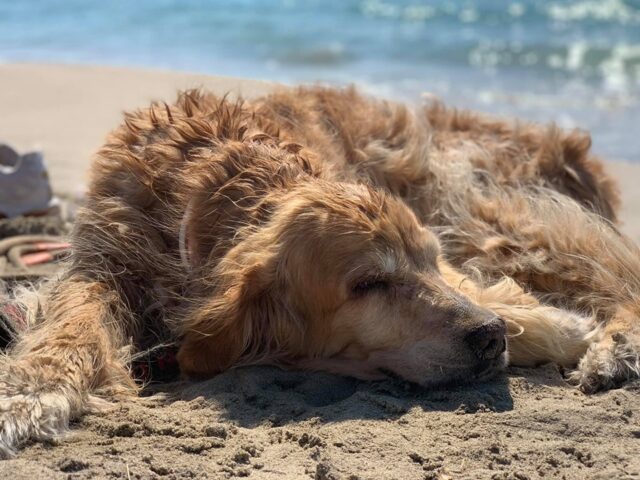 cane-spiaggia