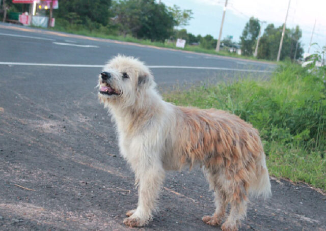 cane-thailandia