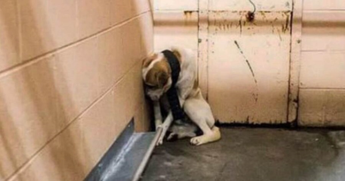 Stewart, il cane trascurato