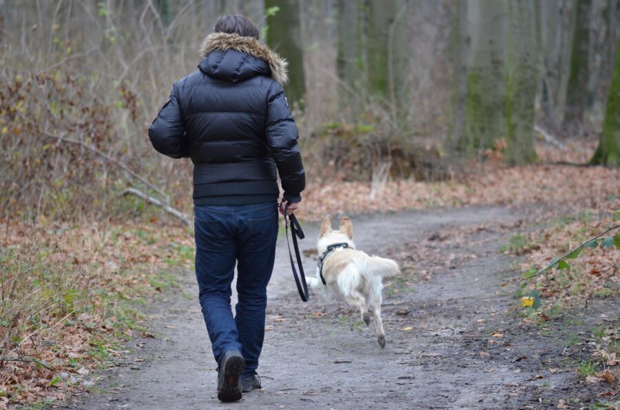 cani a passeggio