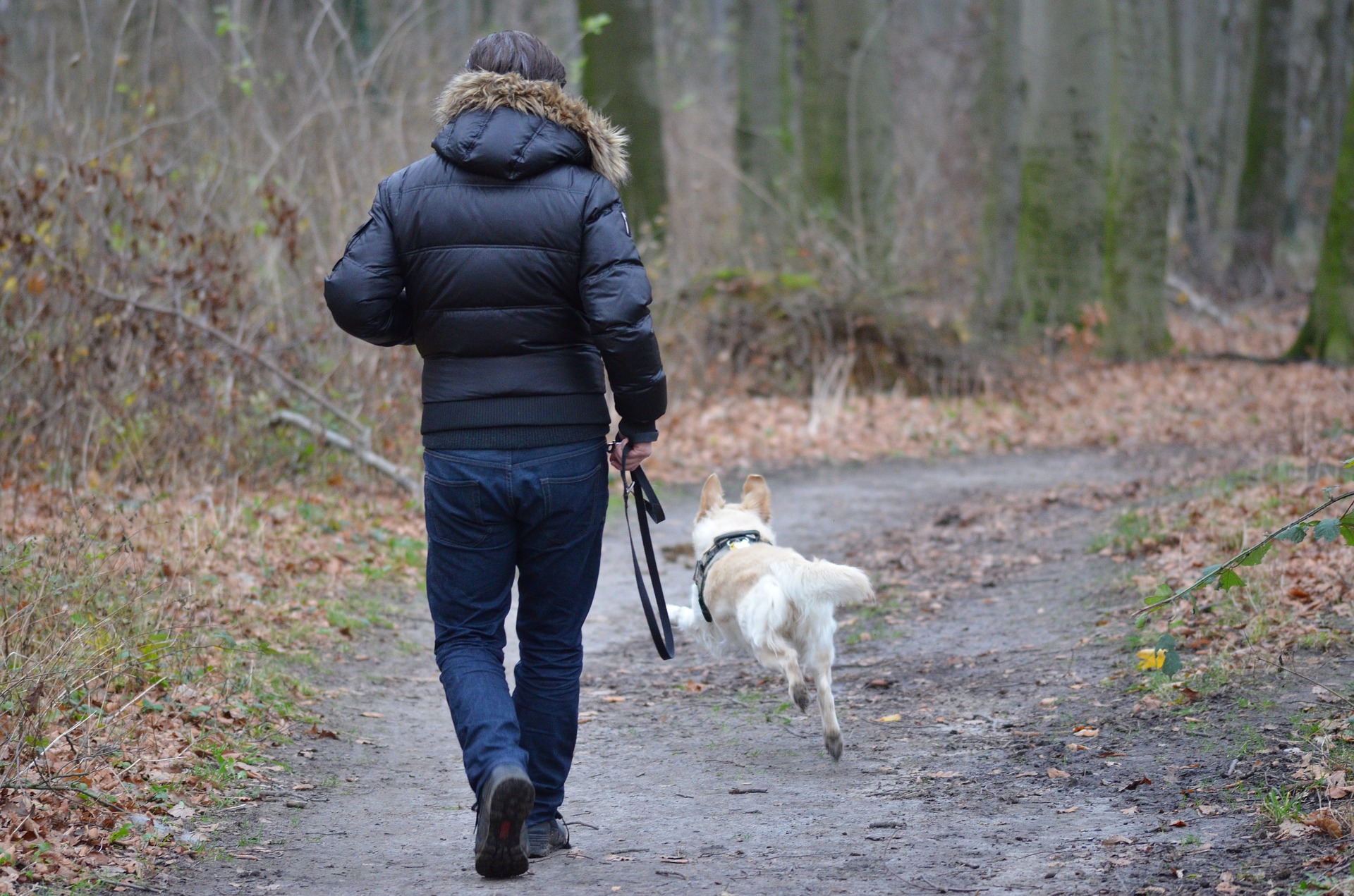 Multe a chi non porta i cani a passeggio