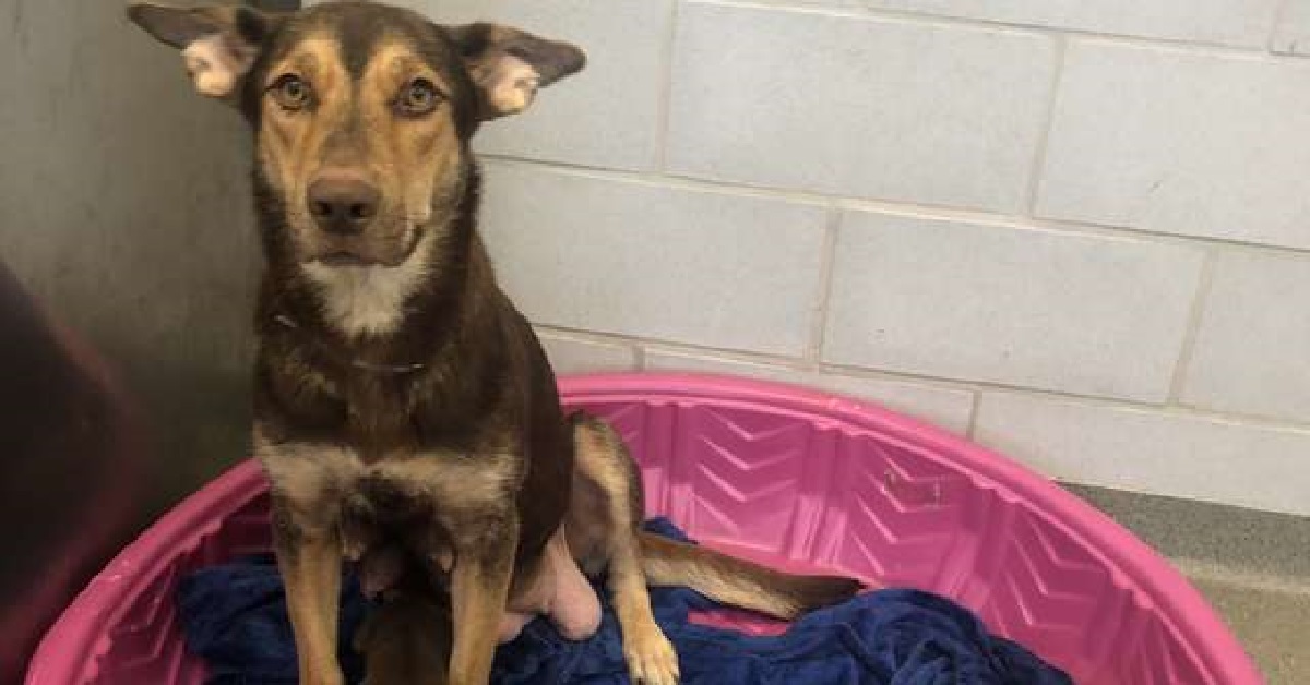 Questo cucciolo è nato con dei baffi a manubrio decisamente teneri
