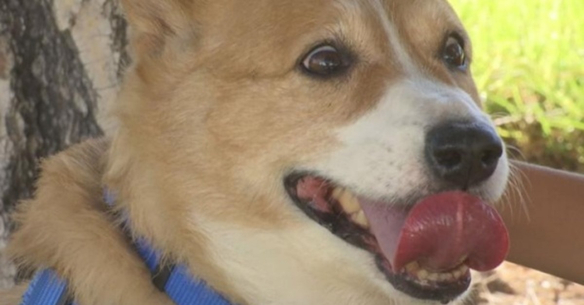 Chiedono di far sopprimere il cane solo perché è vecchio