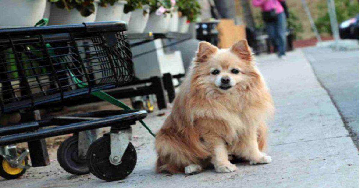 Cremona, lega il cane al carrello della spesa e va via