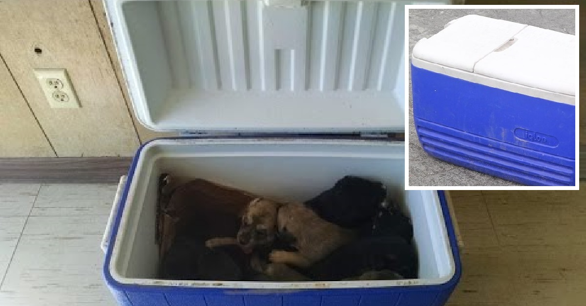 9 cuccioli intrappolati in una scatola e abbandonati in strada