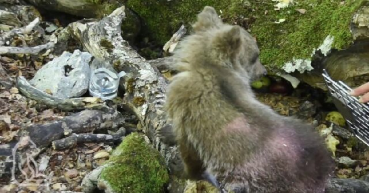 La commovente storia dell’orso marsicano
