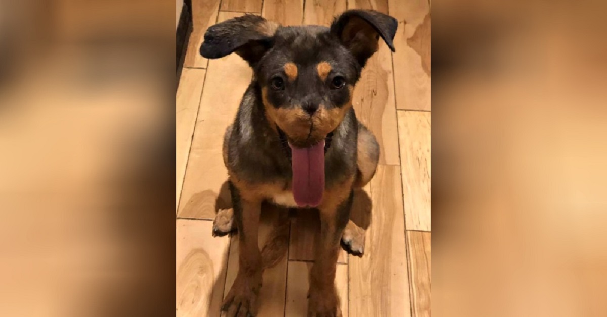 La storia di Brave Heart, il cane coraggioso