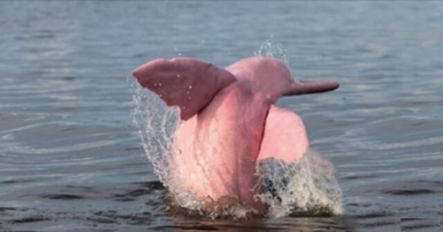 delfino-rosa