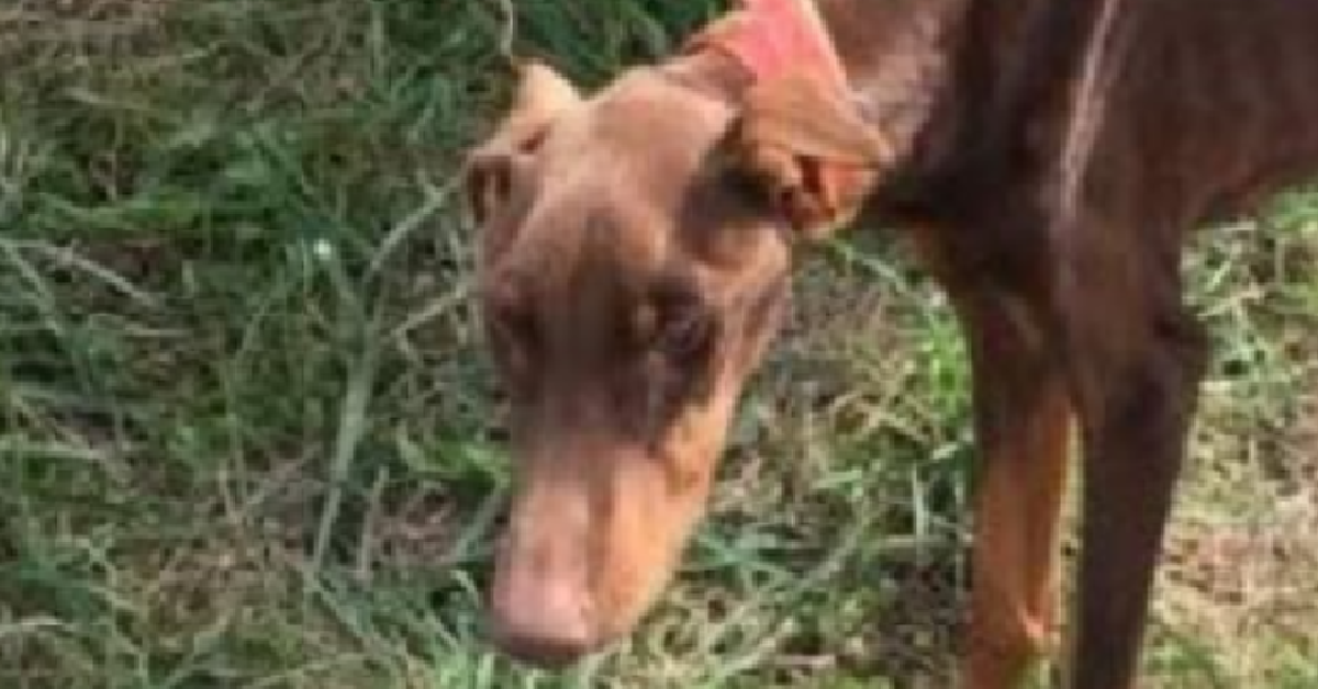 Il doberman che non doveva mangiare