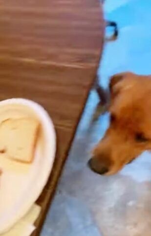 il-cagnolino-che-aiuta-il-suo-amico-umano-a-fare-il-panino