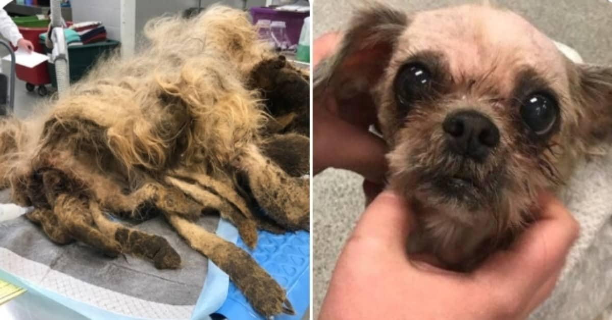 La trasformazione di Ellie, intrappolata nel suo stesso pelo