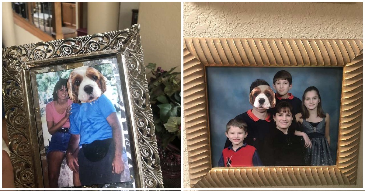 Moglie sostituisce il marito con un cane in tutte le foto per convincerlo ad adottarne uno