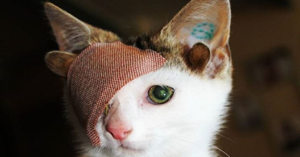 Frankenkitten, il gattino con un solo occhio e 4 orecchie