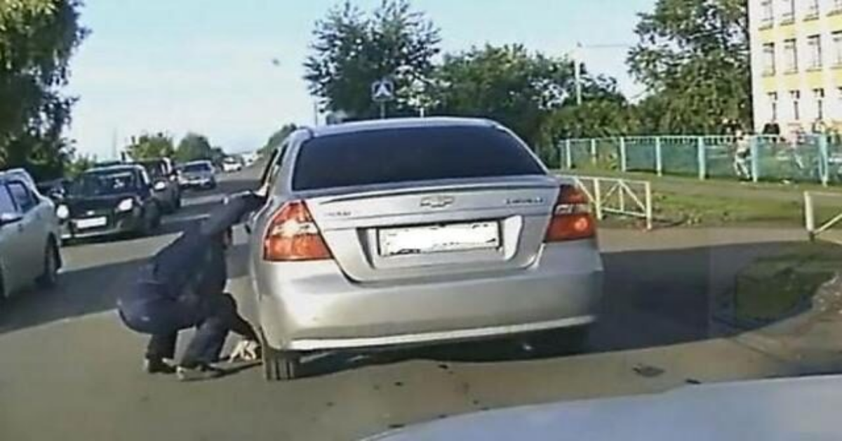 Gatto salvato in extremis, in mezzo al traffico