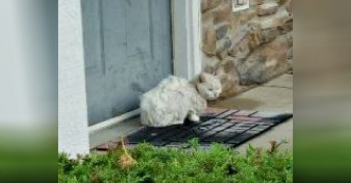 Gatto sordo viene abbandonato in strada dalla famiglia che trasloca