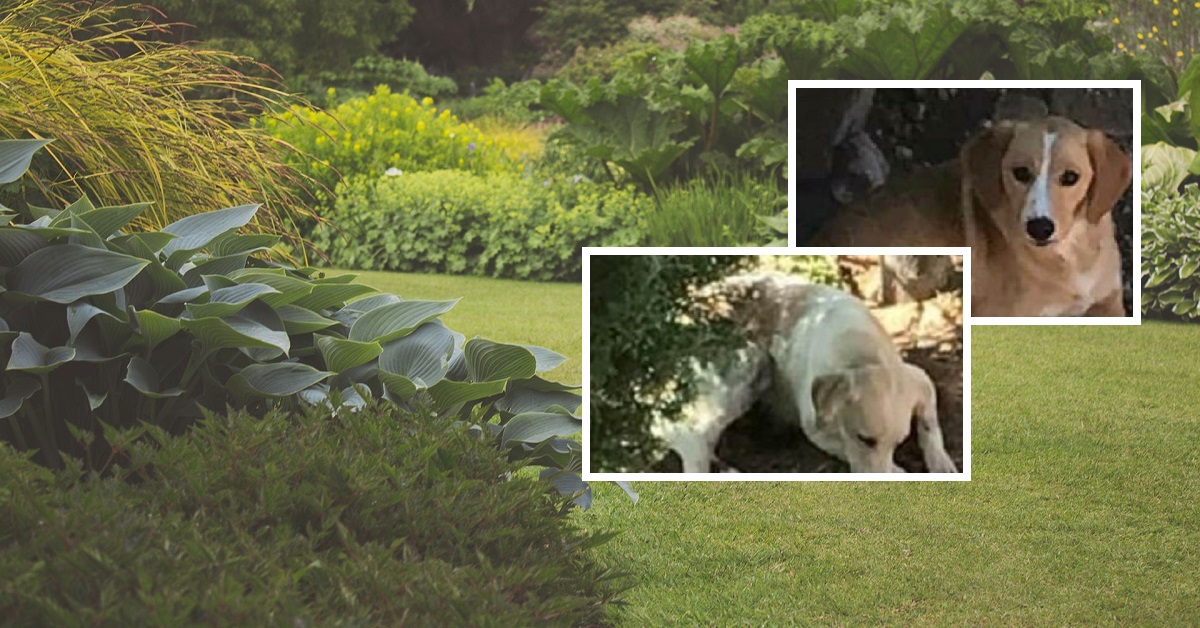 Donna ferisce appositamente le zampe dei suoi cani per non fargli rovinare il giardino