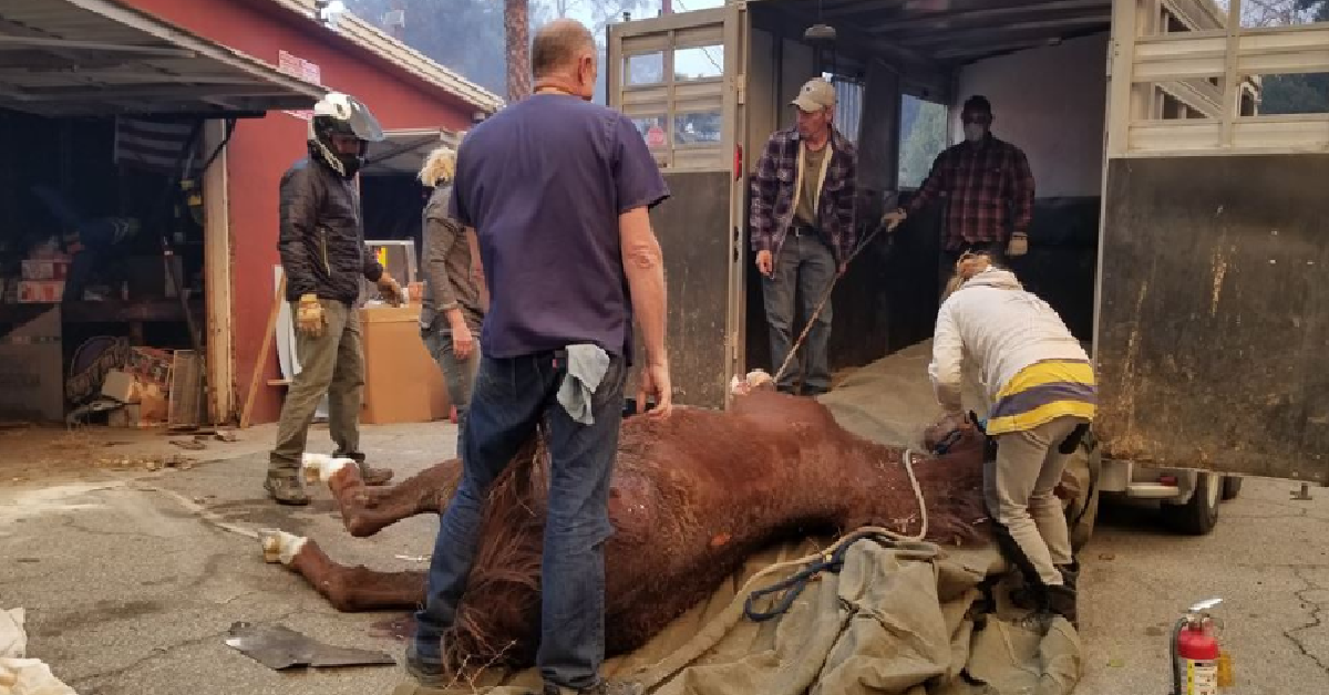 Gina, la giornalista animalista