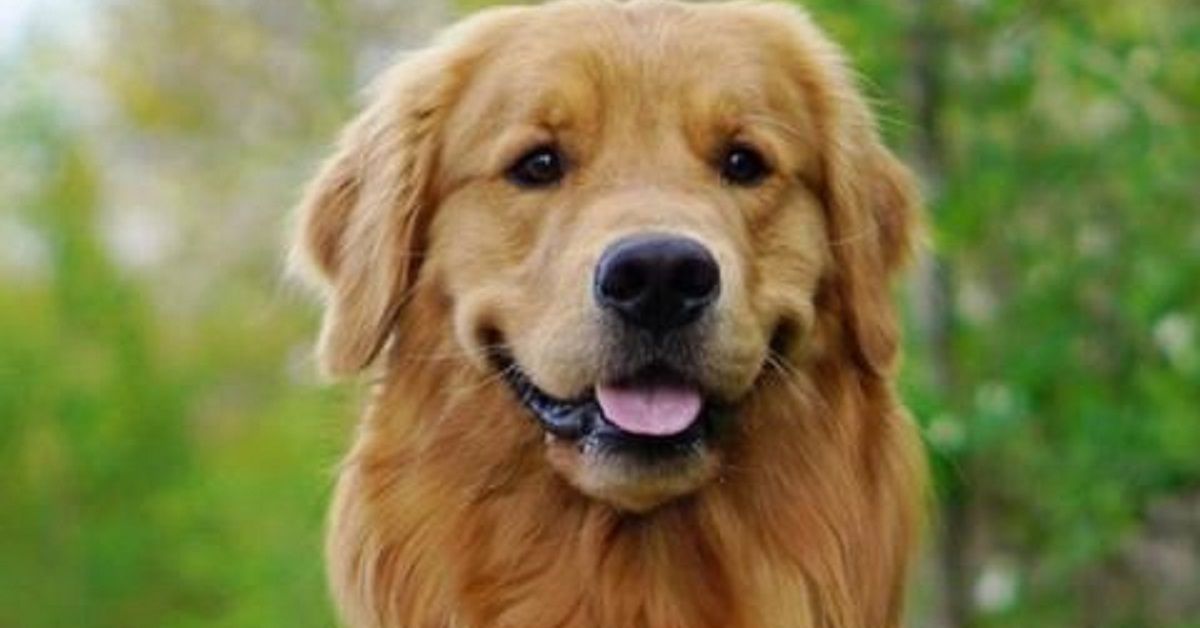 Monte Conero, il golden retriever Pepe precipita in una scarpata