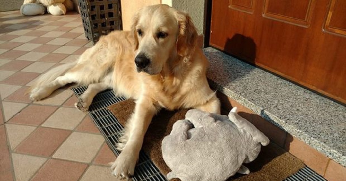 Scambia il cane con il nuovo iPhone 11