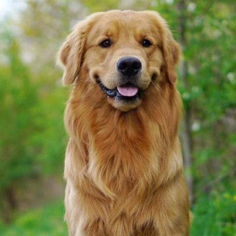 golden-retriever