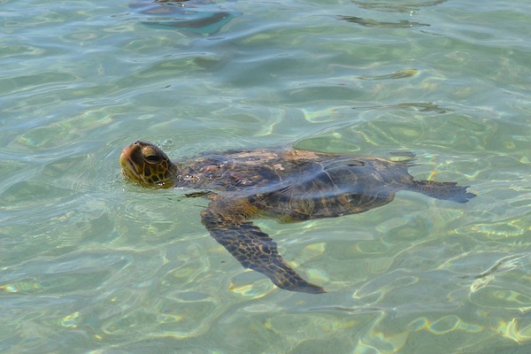 Altre curiosità sulle tartarughe marine