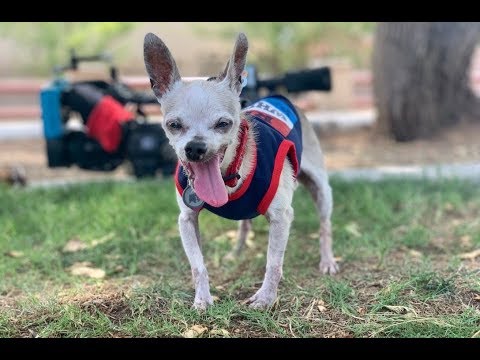 Chicago-il-cucciolo-abbandonato-perché-troppo-anziano 2