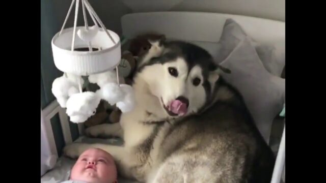 husky-bimbo