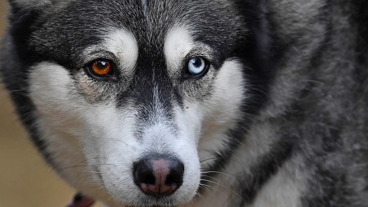 poliziotto-salva-un-cane-ma-alla-fine