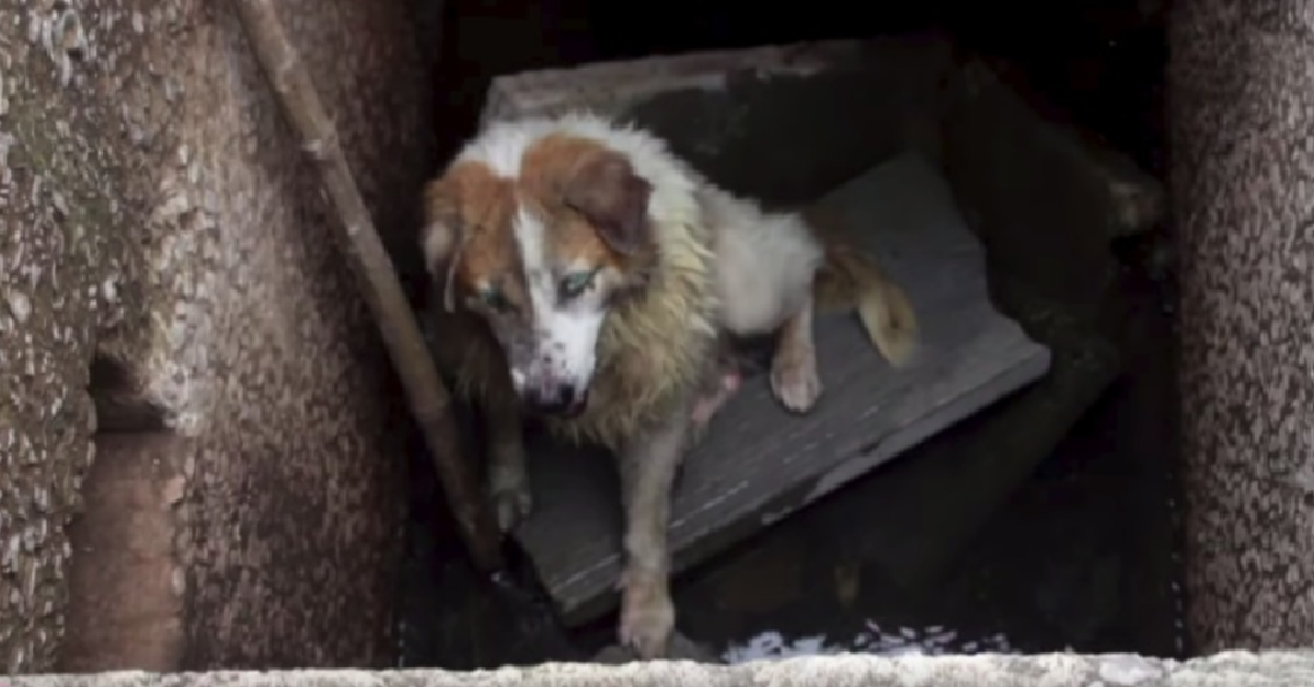 Il cane cieco