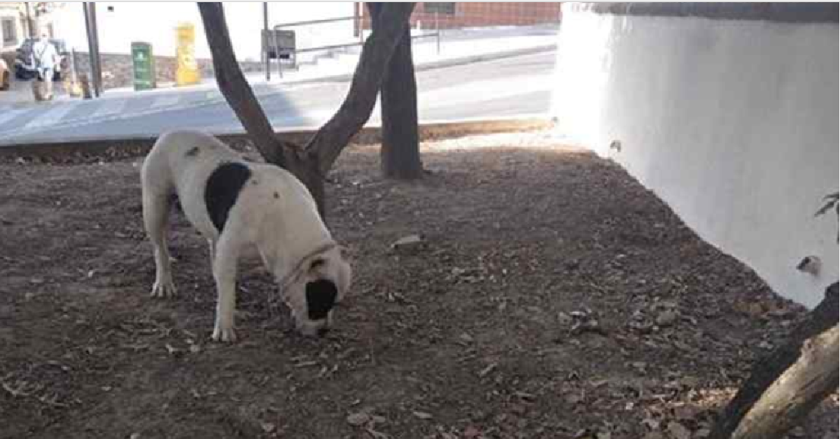 Il cane rubato