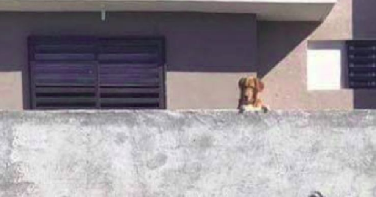 Il cane sul balcone combina un guaio grande