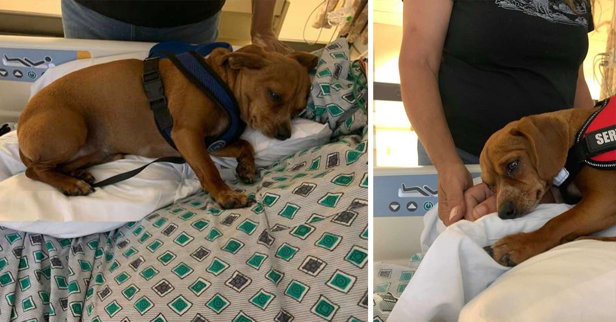 Benny, il cagnolino che è rimasto accanto a suo papà, fino al giorno della sua morte