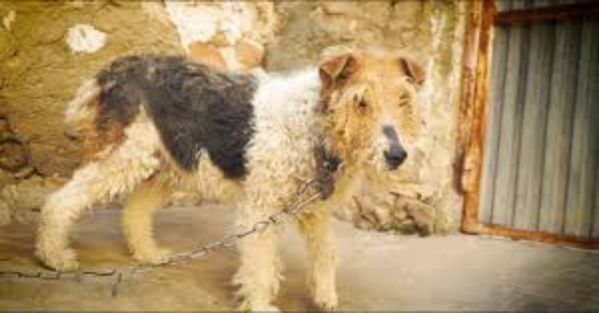 Cagnolina salvata dopo aver vissuto 15 anni incatenata a un muro