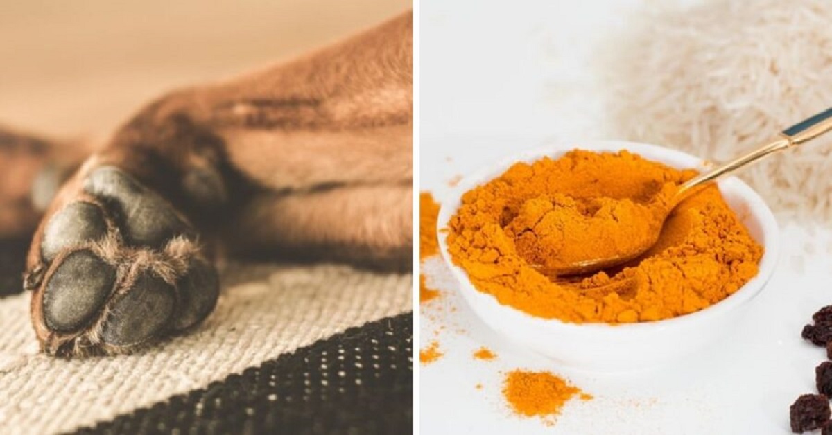 4 ingredienti naturali che aiuteranno a rafforzare le articolazioni del tuo cane