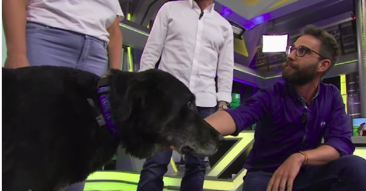 Keko, il cane da guardia